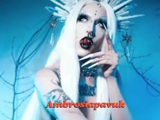 Ambrosiapavuk