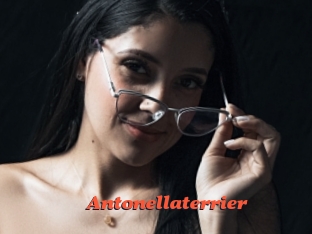Antonellaterrier