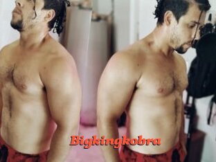 Bigkingkobra