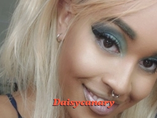 Daisycanary