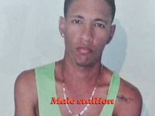 Male_stallion
