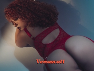 Venuscatt