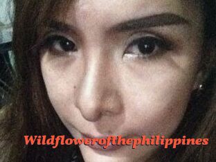 Wildflowerofthephilippines
